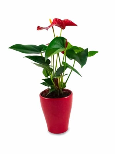 Anthurium