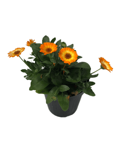 Calendula
